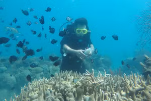 Nhóm nghiên cứu tìm hiểu hệ sinh thái của san hô biển.