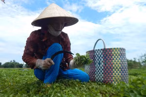 Người dân thuộc thành viên Hợp tác xã nông nghiệp Quảng Thọ 2 đang tiến hành thu hoạch rau má.