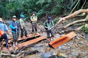 Các thanh gỗ mà lâm tặc cắt xẻ chưa kịp đưa ra khỏi rừng nằm rải rác trên dòng suối.