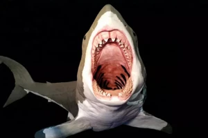 Mô phỏng hàm cá mập megalodon.