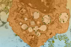 Sự đa dạng của đại thực bào giúp bảo vệ cơ thể khỏi virus. 