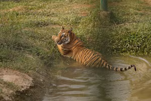 Về miền Tây xem thú