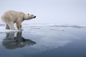 Tại sao gấu Bắc Cực không có mặt ở Nam Cực?