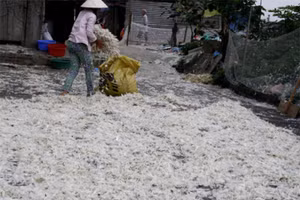 Lông gia cầm được thu gom, tái chế để sau 20 ngay trở thành phân bón hữu cơ an toàn, không mùi.