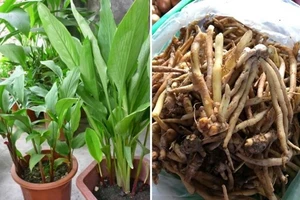 Cao chữa viêm loét dạ dày từ củ ngải bún