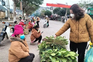 Nhiều người dân ở Sơn La tìm mua các loại lá về xông mũi vì có thông tin sẽ phòng, chữa được Covid-19.