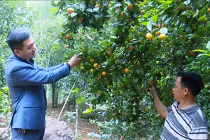 Vườn quýt hoi của người dân xã Ban Công (Bá Thước, Thanh Hóa).