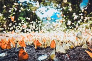 Mùa bướm rừng tại Vườn quốc gia Cát Tiên, nơi có hệ sinh thái đa dạng nhất nước ta. Ảnh: IT