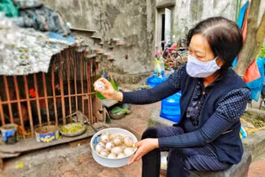 Gà đẻ đều 1 ngày/1 quả đã là sự phát triển lớn của khoa học kỹ thuật.