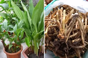 Cao chữa viêm loét dạ dày từ củ ngải bún