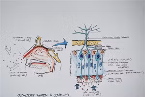 Sơ đồ về hệ khứu giác và tác động của Covid-19. Ảnh: PGS.TS Trần Huỳnh.