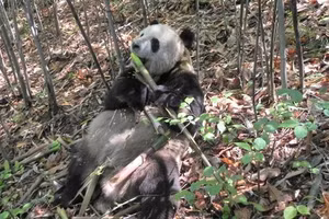 Vi khuẩn đường ruột được cho là khiến gấu trúc tăng cân và tích nhiều mỡ hơn.