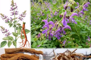 Các loại thảo dược được sử dụng để bào chế viên hoàn nhỏ giọt Quancardio.