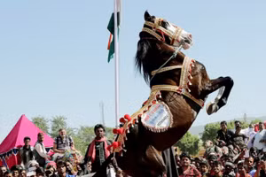 Uyển chuyển vũ điệu của ngựa