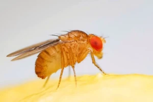Khả năng nhận thức của ruồi giấm