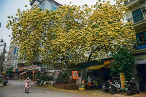Mê mẩn mùa hoa... bún Hà Nội