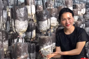 Nấm được sản xuất trong môi trường bảo đảm độ an toàn và dễ bảo quản.