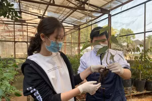 Hai em Đào Đức Minh và Lê Ngọc Minh miệt mài bên nhà lưới của Viện Khoa học Nông nghiệp Việt Nam trong quá trình thực hiện đề tài. 