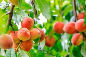 Bạn nên thêm quả đào vào chế độ ăn uống của mình không chỉ vì hương vị ngọt ngào mà còn vì nó có rất nhiều lợi ích cho sức khỏe. (Ảnh: ITN)