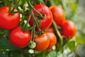 Lycopene là một hợp chất được tìm thấy trong cà chua, tạo nên màu đỏ rực rỡ cũng như đặc tính chống ung thư của nó. (Ảnh: ITN) 