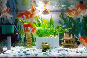 Trước Giao thừa, đặt 3 vật này ở phòng khách để may mắn cả năm