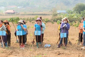 Các chi hội phụ nữ tham gia Hội thi đào hố trồng cây mắc ca.