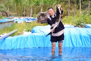 Hộ gia đình ông Hầu A Bâu nuôi cá tầm mỗi năm cho thu hoạch hàng trăm triệu đồng.