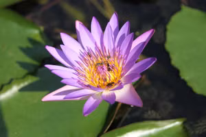 Lá phổi của người chơi bonsai!