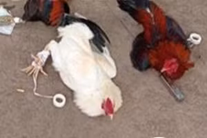 Tang vật thu giữ tại hiện trường