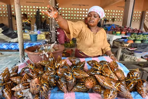 Chùm ảnh ốc sên khổng lồ giúp người dân hái ra tiền