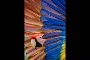 Ấn tượng loạt tác phẩm đoạt giải cuộc thi ảnh thiên nhiên NANPA 2024 