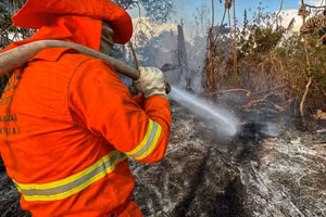 Thiên đường của đa dạng sinh học đang cháy rừng không kiểm soát