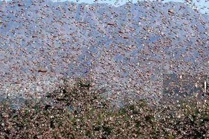 Hình ảnh châu chấu ở Đông Phi.