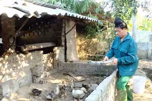 Được hỗ trợ cây, con giống, để xóa đói giảm nghèo, cuộc sống của gia đình chị Lường Thị Diện đang dần được cải thiện.