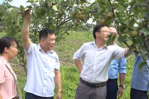 Huyện Điện Biên Đông xuất hiện ngày càng nhiều những mô hình kinh tế cho thu nhập cao, ổn định.