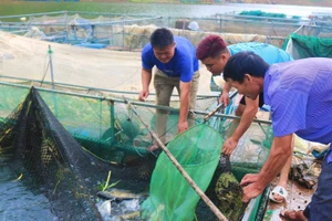 Anh Lù Văn Khánh, xã Chiềng Lao (người đầu tiên bên trái) đang bắt cá bán cho thương lái.