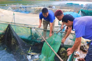 Anh Lù Văn Khánh, xã Chiềng Lao (người đầu tiên bên trái) đang bắt cá bán cho thương lái.