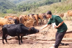 Ông Sừng Sừng Khai chăm sóc đàn bò hơn 100 con của gia đình.