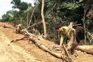 Lực lượng Kiểm lâm kiểm tra tại hiện trường phá rừng tự nhiên thuộc dự án Kfw6 để mở đường. (Ảnh: Kiểm lâm cung cấp)