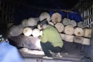 Qua kiểm đếm ban đầu số gỗ trên xe có tổng khối lượng hơn 5m3.