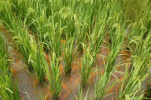 Cánh đồng vừa trồng lúa, vừa nuôi cá ở Chiết Giang, Trung Quốc.