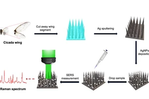 Quy trình chế tạo đế tăng cường bề mặt từ cánh ve và ứng dụng trong xác định quang phổ Raman.