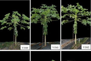 Kết quả thử nghiệm kỹ thuật chủng kháng trong kiểm soát virus gây bệnh đốm vòng trên cây đu đủ sau 7 tháng trồng.