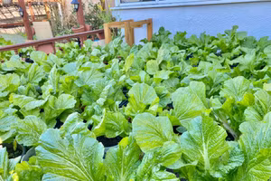 Thuốc trừ sâu từ vi sinh vật phù hợp với các loại rau ăn lá, an toàn cho sức khỏe. Ảnh minh họa