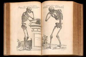 Một trang trong bộ sách Về kết cấu cơ thể người của Vesalius. Ảnh: Wikipedia.org