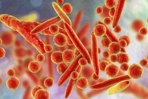 Mycoplasma là chủng vi khuẩn hay gây viêm đường hô hấp ở trẻ em hiện nay.