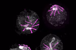 Plasmodium có khả năng biết chính xác nó đang ở đâu và phải làm gì.