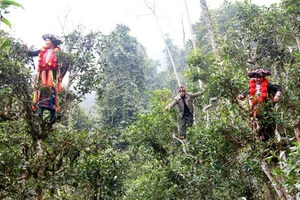 Những cô gái dân tộc Dao đỏ thu hái những búp chè cổ thụ một tôm, hai lá.