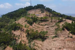 Rừng thông 30 năm tuổi bị chặt phá tan hoang.