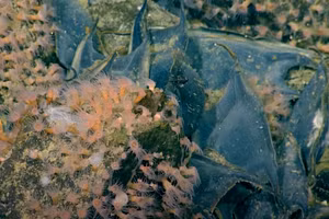 Những quả trứng được tìm thấy rất lớn, có chiều ngang khoảng 1,5 foot (0,5 m). 